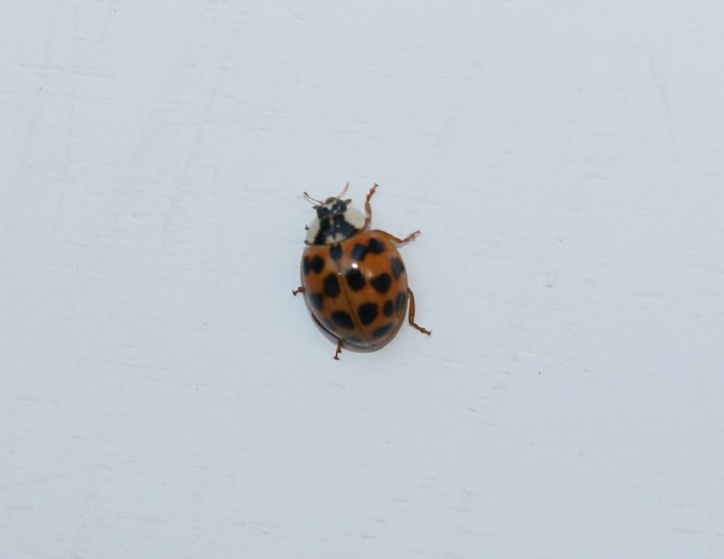 Harmonia axyridis, Coccinellidae